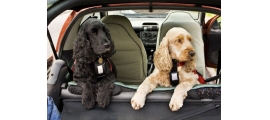 ¿Cómo enseñar a tu perro a viajar en coche?